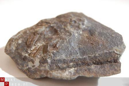 GRZ3570D1 #16 Devonian Trilobite Poland - 1