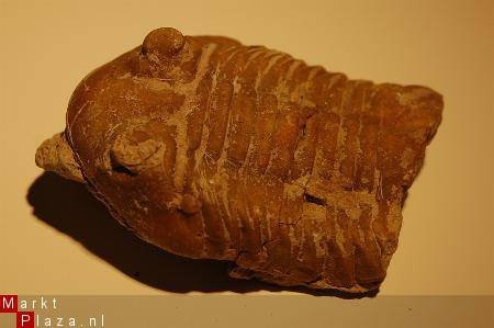 GRZ3570D1 #15 Trilobite cf Asaphus Rusland - 1