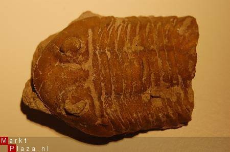 GRZ3570D1 #15 Trilobite cf Asaphus Rusland - 1