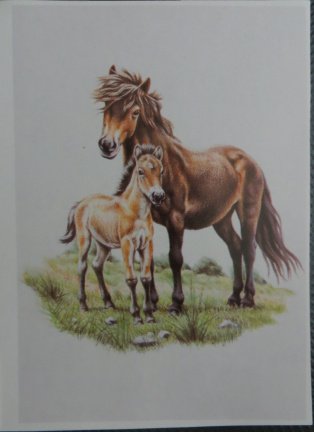 3D plaatjes --- PAARD STAAT met een VEULEN op het GRAS - Afbeelding 2