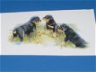 3D plaatjes --- HONDEN --- ROTWEILER PUPPIES - 2 - Thumbnail