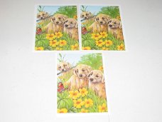 3D plaatjes --- HONDEN --- LABRADOR PUPPIES met een VLINDER TUSSEN de BLOEMEN