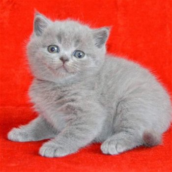 Britse korthaar kittens beschikbaar - 1