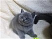 Britse korthaar kittens beschikbaar - 2 - Thumbnail