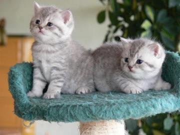 Britse korthaar kittens beschikbaar - 4