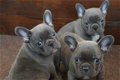 Blauwe en blue fawn Franse bulldog pups. - 1 - Thumbnail