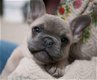 Blauwe en blue fawn Franse bulldog pups. - 3 - Thumbnail