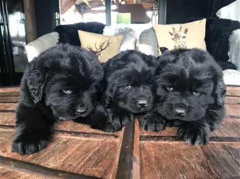 Newfoundland-puppy's voor een nieuw huis. - 1