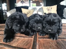Newfoundland-puppy's voor een nieuw huis.