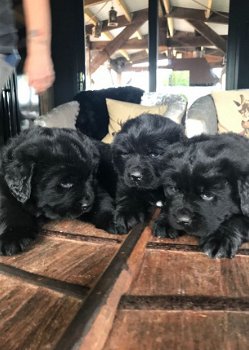 Newfoundland-puppy's voor een nieuw huis. - 2