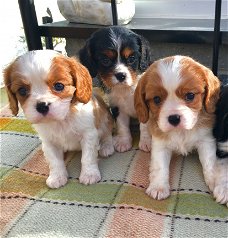 Prachtige King Charles Spaniel pups te koop