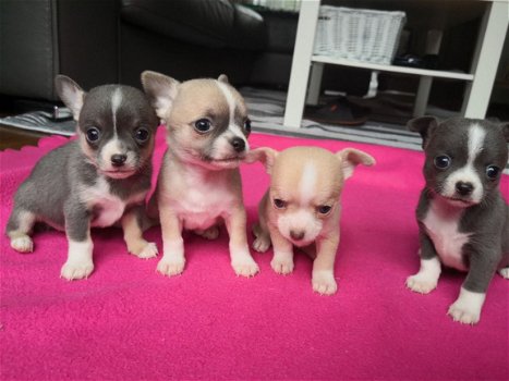 Theekopje Chihuahua-puppy's - 1