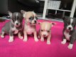 Theekopje Chihuahua-puppy's - 1 - Thumbnail