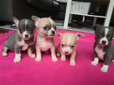 Theekopje Chihuahua-puppy's
