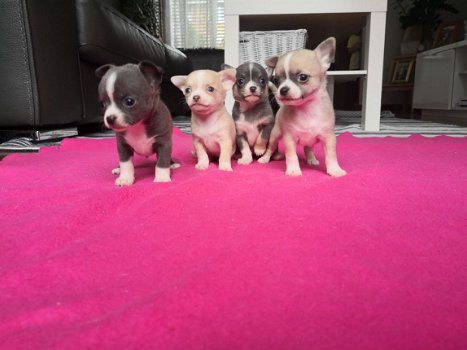 Theekopje Chihuahua-puppy's - 2