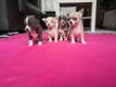 Theekopje Chihuahua-puppy's - 2 - Thumbnail