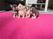Theekopje Chihuahua-puppy's - 3 - Thumbnail