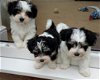 Top Stamboom Havanezer puppy's - 1 - Thumbnail