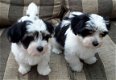 Top Stamboom Havanezer puppy's - 2 - Thumbnail