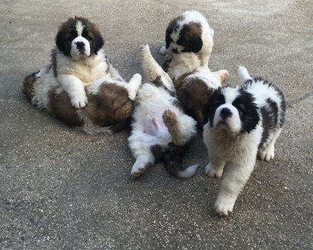 Kc Reg Saint Bernard Puppies - 1