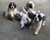 Kc Reg Saint Bernard Puppies - 1 - Thumbnail