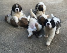 Kc Reg Saint Bernard Puppies
