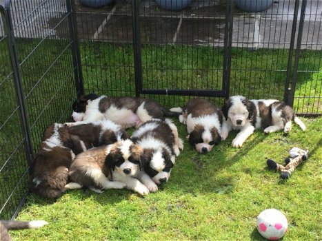 Kc Reg Saint Bernard Puppies - 2