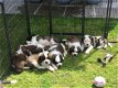 Kc Reg Saint Bernard Puppies - 2 - Thumbnail