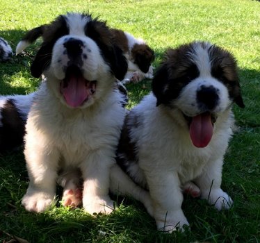 Kc Reg Saint Bernard Puppies - 3