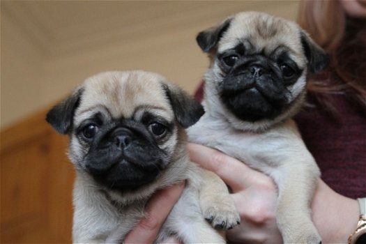 Pug puppies te koop - 1