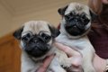 Pug puppies te koop - 1 - Thumbnail