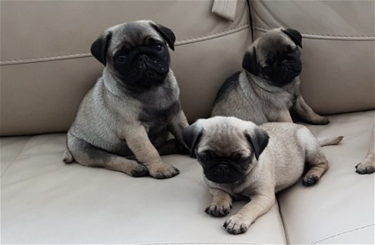 Pug puppies te koop - 2