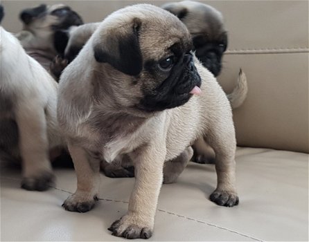 Pug puppies te koop - 3