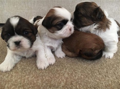 Shih Tzu-puppy's - 1