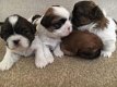 Shih Tzu-puppy's - 1 - Thumbnail