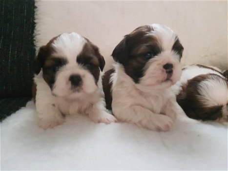 Shih Tzu-puppy's - 3