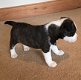 Fox Terrier-puppy's beschikbaar - 1 - Thumbnail