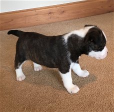 Fox Terrier-puppy's beschikbaar