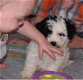 Prachtige Bolognese puppy's te koop - 1 - Thumbnail