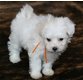 Prachtige Bolognese puppy's te koop - 2 - Thumbnail