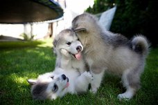 Alaskan Malamute-puppy's