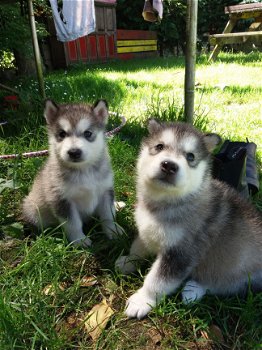 Alaskan Malamute-puppy's - 2