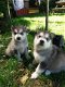 Alaskan Malamute-puppy's - 2 - Thumbnail