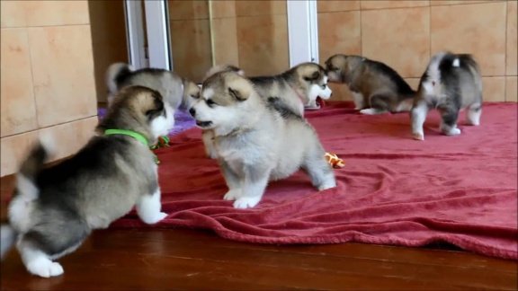 Alaskan Malamute-puppy's - 3