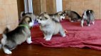 Alaskan Malamute-puppy's - 3 - Thumbnail