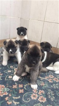 Kc Reg Akita Pups- met beide vaccinaties - 1