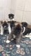 Kc Reg Akita Pups- met beide vaccinaties - 1 - Thumbnail