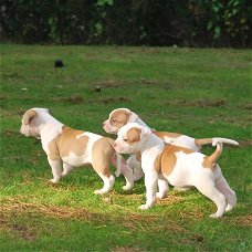 Amerikaanse Bulldog-puppy's