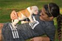 Amerikaanse Bulldog-puppy's - 2 - Thumbnail