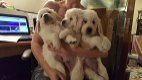 Golden Retriever-puppy's - 1 - Thumbnail